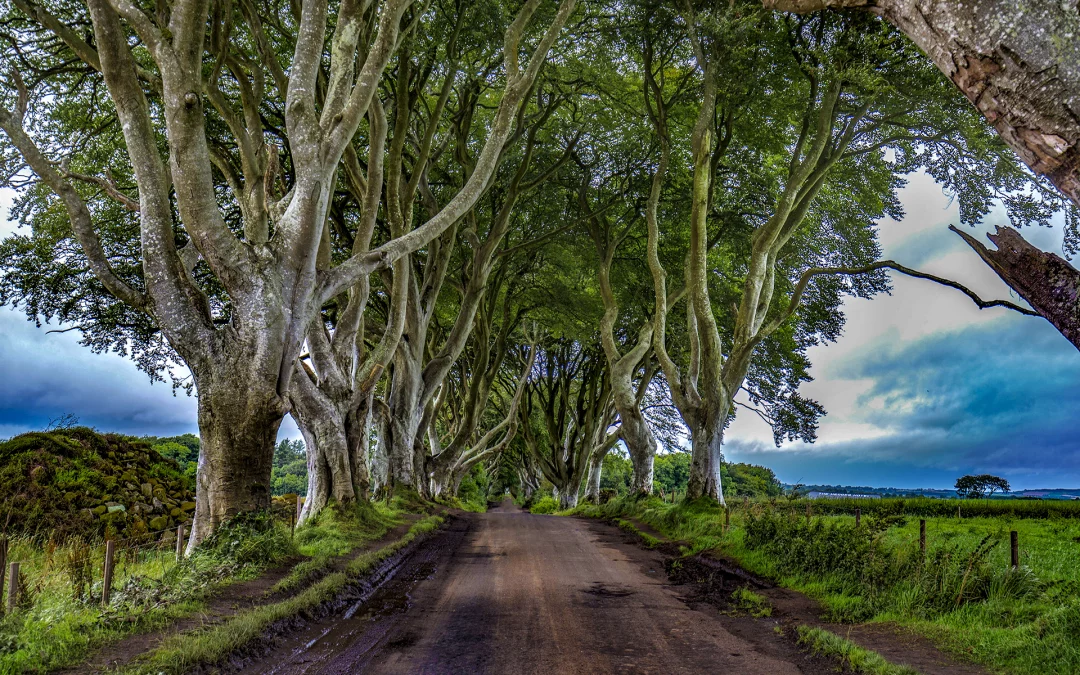 Sláinte & Cheers Book